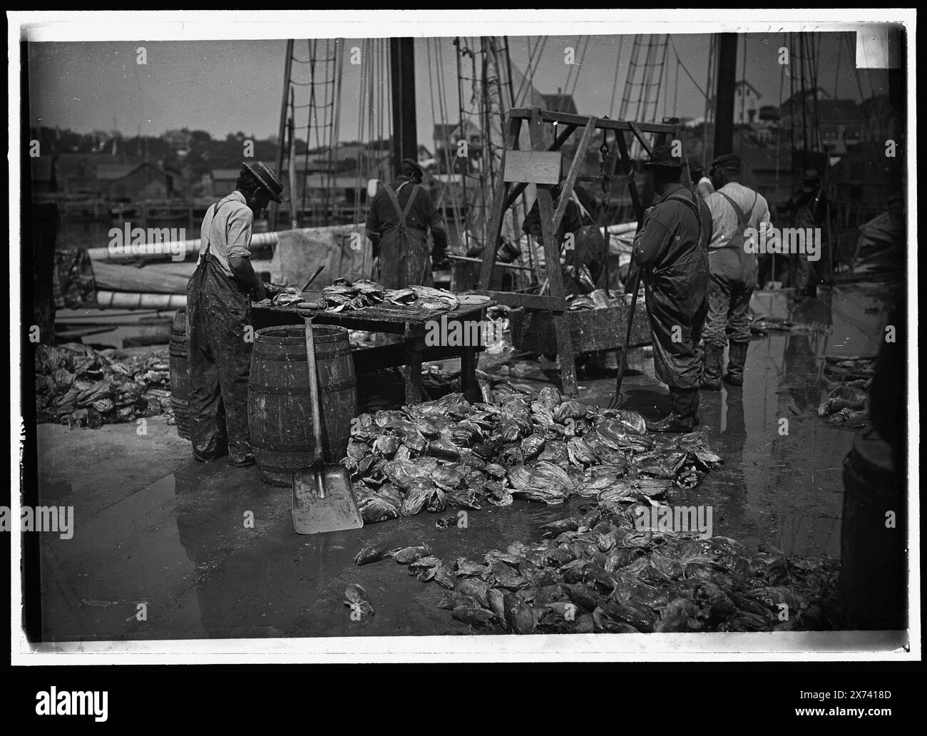 Wiegen der Verriegelung, Gloucester, Mass., entsprechende Glastransparenz (mit demselben Seriencode) verfügbar auf Videobild 1A-31517., Titel von negativ D4-18088., '2917' auf negativ., Fischköpfe vorne., Detroit Publishing Co.-Nr. 090106., Geschenk; State Historical Society of Colorado; 1949, Piers & Wharves. , Fischereiindustrie. , Usa, Massachusetts, Gloucester. Stockfoto