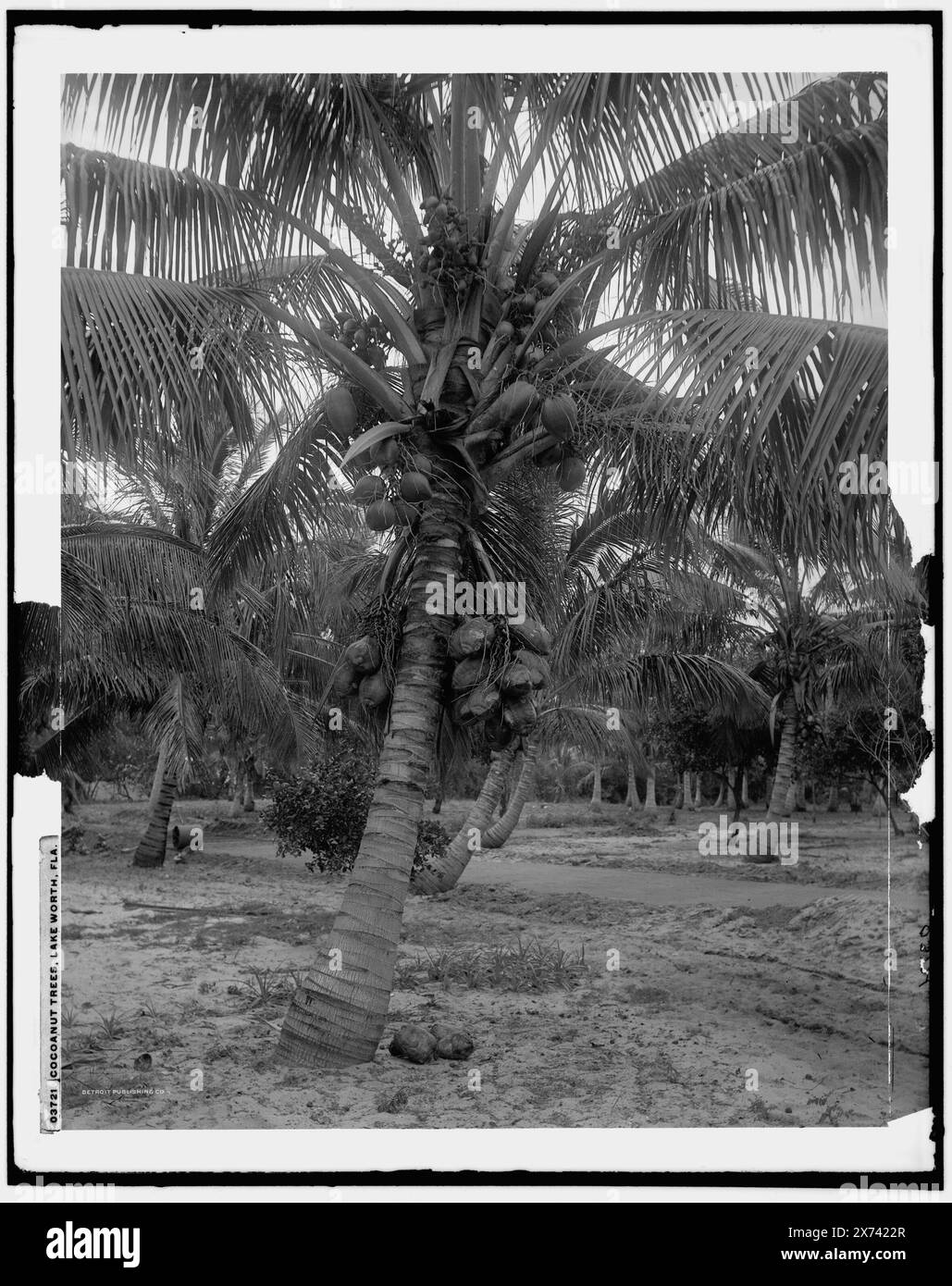 Cocoanut Trees, Lake Worth, Fla., Detroit Publishing Co.-Nr. 03721., Geschenk; State Historical Society of Colorado; 1949, Palms. , Kokosnüsse. Usa, Florida, Lake Worth. Stockfoto