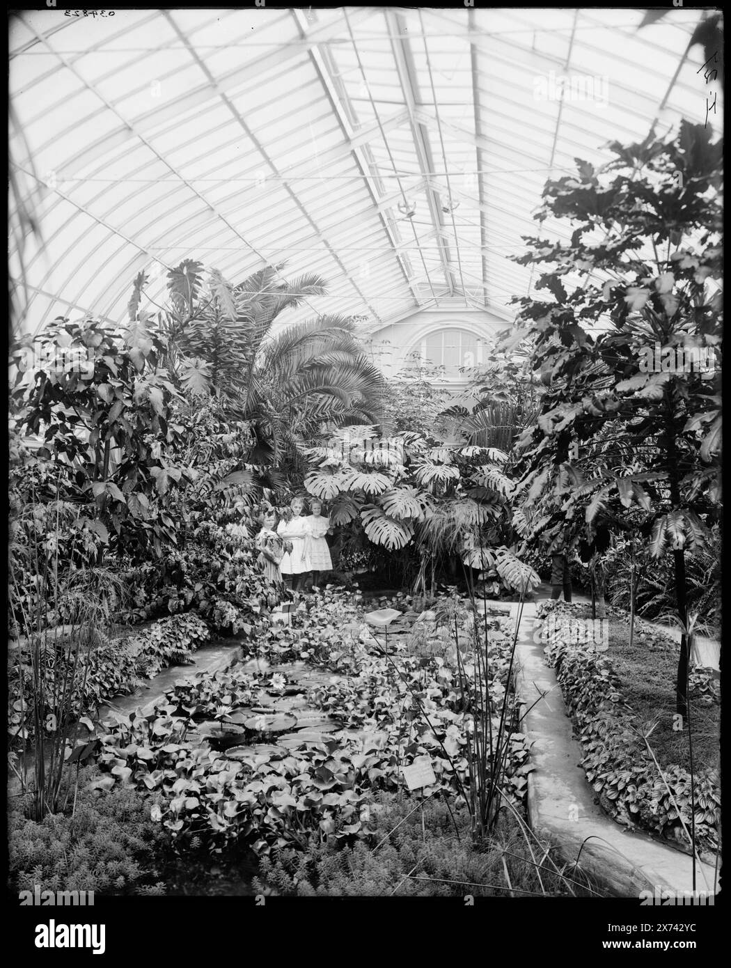 Lily Pond, Horticultural Building, Detroit, mich. Titel aus Jacke. im Belle Isle Park, negativ gebrochen, von oben nach Mitte rechts, I-27 auf negativ, Detroit Publishing Co.-Nr. 034823., Geschenk; State Historical Society of Colorado; 1949, Gewächshäuser. , Innenräume. , Lily Ponds. , Usa, Michigan, Detroit. Stockfoto