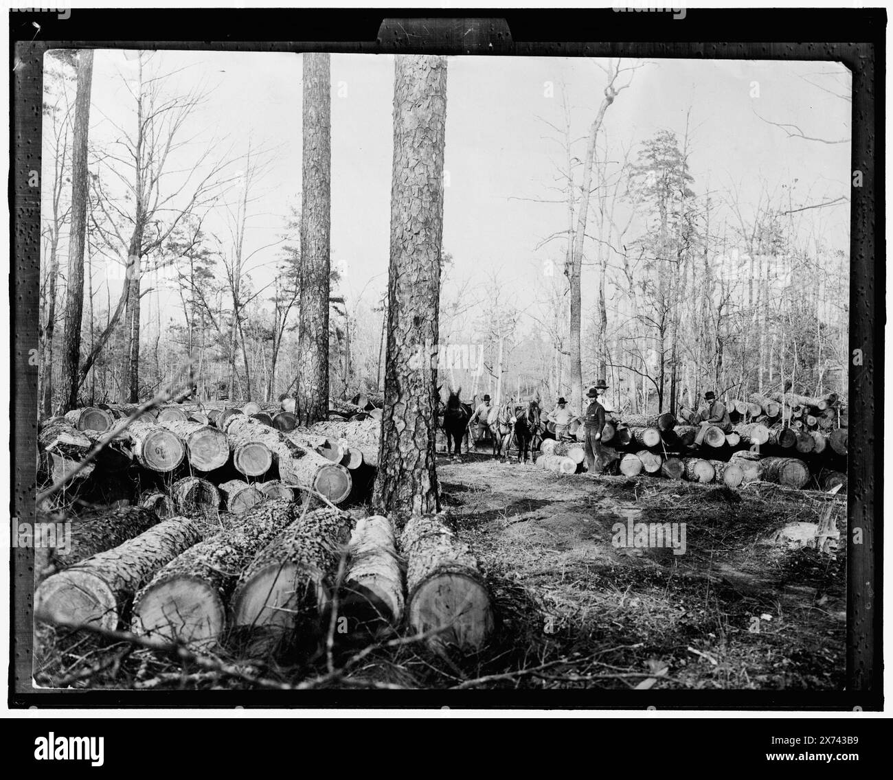 A Lumberman's Dream, Title from Jacket., '44' auf negative. No. Detroit Publishing Co. No., Gift; State Historical Society of Colorado; 1949, Holzindustrie. , Protokolle. Stockfoto