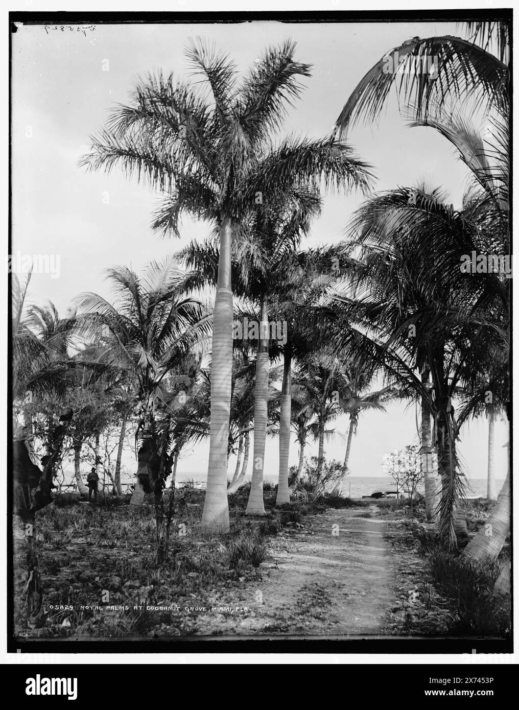 Royal Palms at Cocoanut Grove, d. h. Coconut Grove, Miami, Florida, 'DUP' auf negative, Detroit Publishing Co.-Nr. 05829., Gift; State Historical Society of Colorado; 1949, Trails & Pfade. , Palmen. , Usa, Florida, Miami. Stockfoto