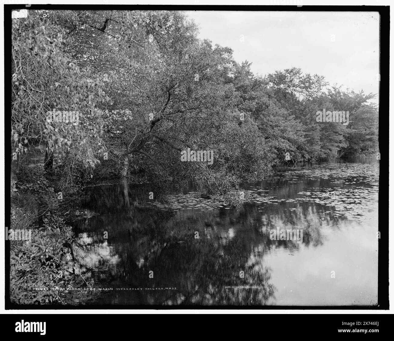 Bäume entlang Lake Waban, Wellesley College, Mass., '42' auf negative. Detroit Publishing Co.-Nr. 070867., Geschenk; State Historical Society of Colorado; 1949, Universities & Colleges. , Seen und Teiche. , Usa, Massachusetts, Wellesley. Usa, Massachusetts, Waban Lake. Stockfoto