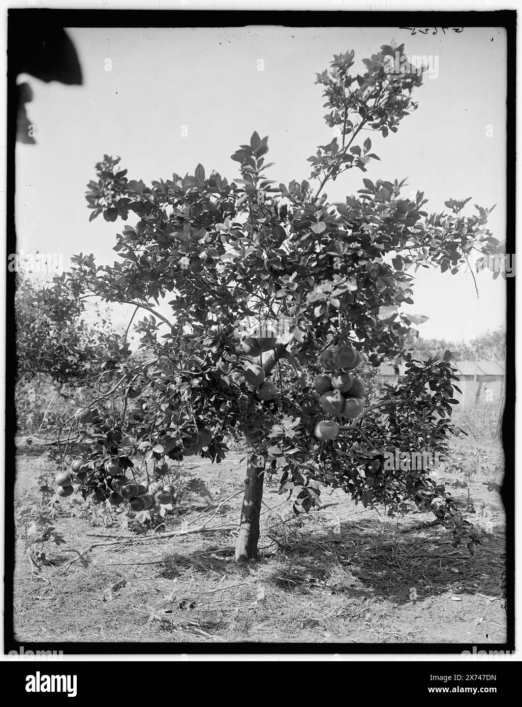 Grape Fruit, Palm Beach, Fla., Titel aus Jacke., 'G 7625' auf negativ., Detroit Publishing Co.-Nr. 500132., Gift; State Historical Society of Colorado; 1949, Grapefruit Obstgärten. , Usa, Florida, Palm Beach. Stockfoto