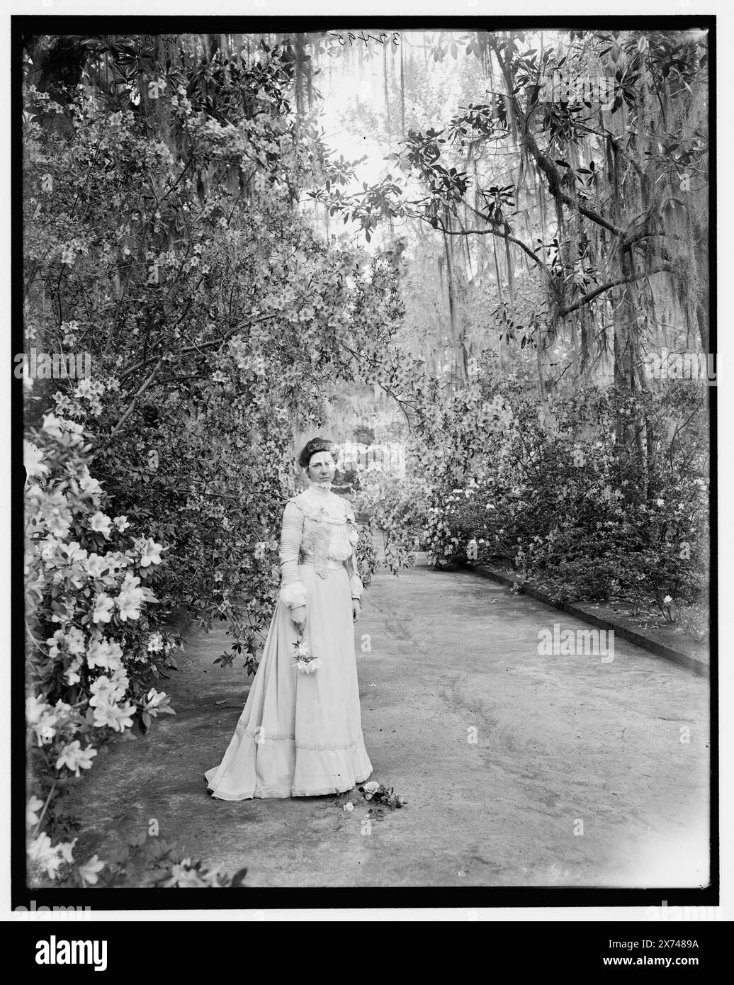 Woman Near blühender Sträucher in Magnolia Gardens, Charleston, S.C., Titel entwickelt von Cataloger., Jackentitel: The Lake at Magnolia-on-the-Ashley, S.C., 'WHJ 193' auf negative. Detroit Publishing Co.-Nr. 32495., Geschenk; State Historical Society of Colorado; 1949, Women. , Gärten. , Usa, South Carolina, Charleston. Stockfoto