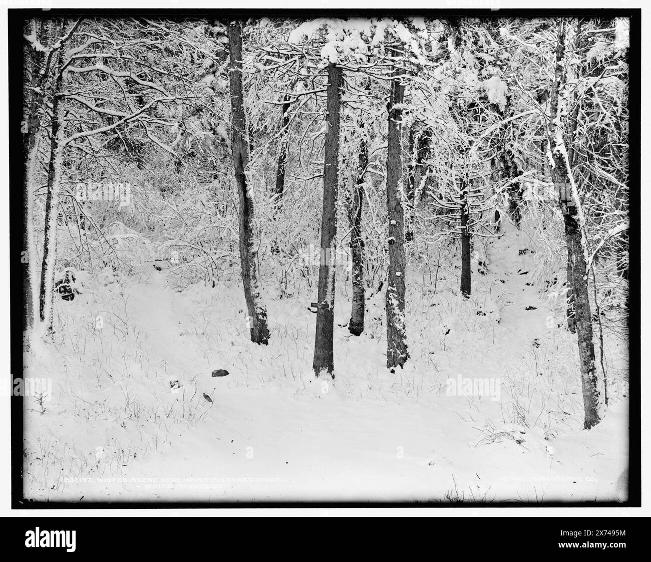 Winterszene nahe Mount Pleasant House, White Mountains, '398' auf negative, Detroit Publishing Co.-Nr. 032197., Geschenk; State Historical Society of Colorado; 1949, Trees. , Winter. , Schnee. , Usa, New Hampshire, White Mountains. , Usa, New Hampshire, Bretton Woods. Stockfoto