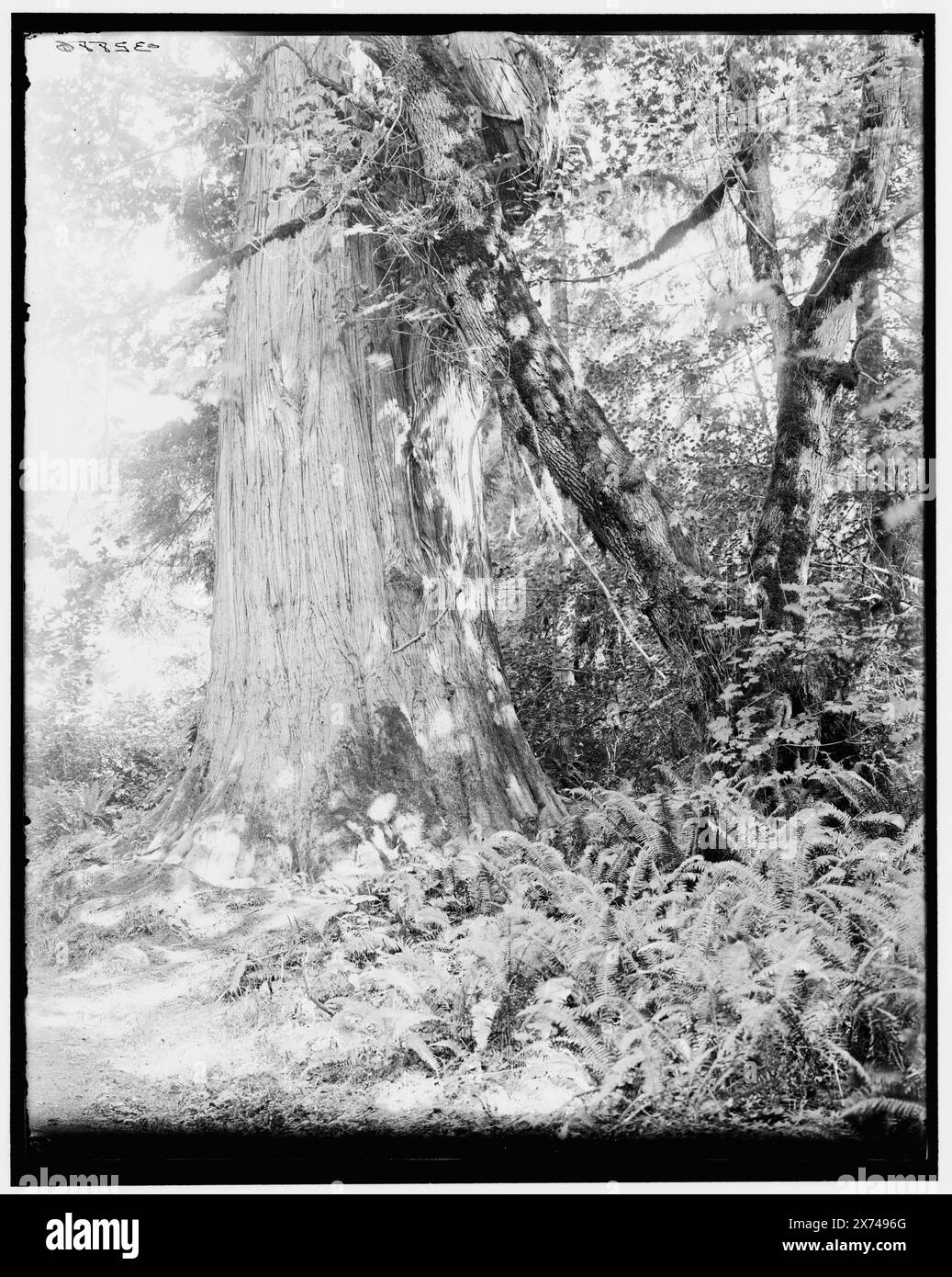 Big Tree in Stanley Park, Vancouver, Kanada, Titel aus Jacke, '1093' auf negativ. Detroit Publishing Co.-Nr. 032886., Geschenk; State Historical Society of Colorado; 1949, Trees. , Parks. Kanada, British Columbia, Vancouver. Stockfoto