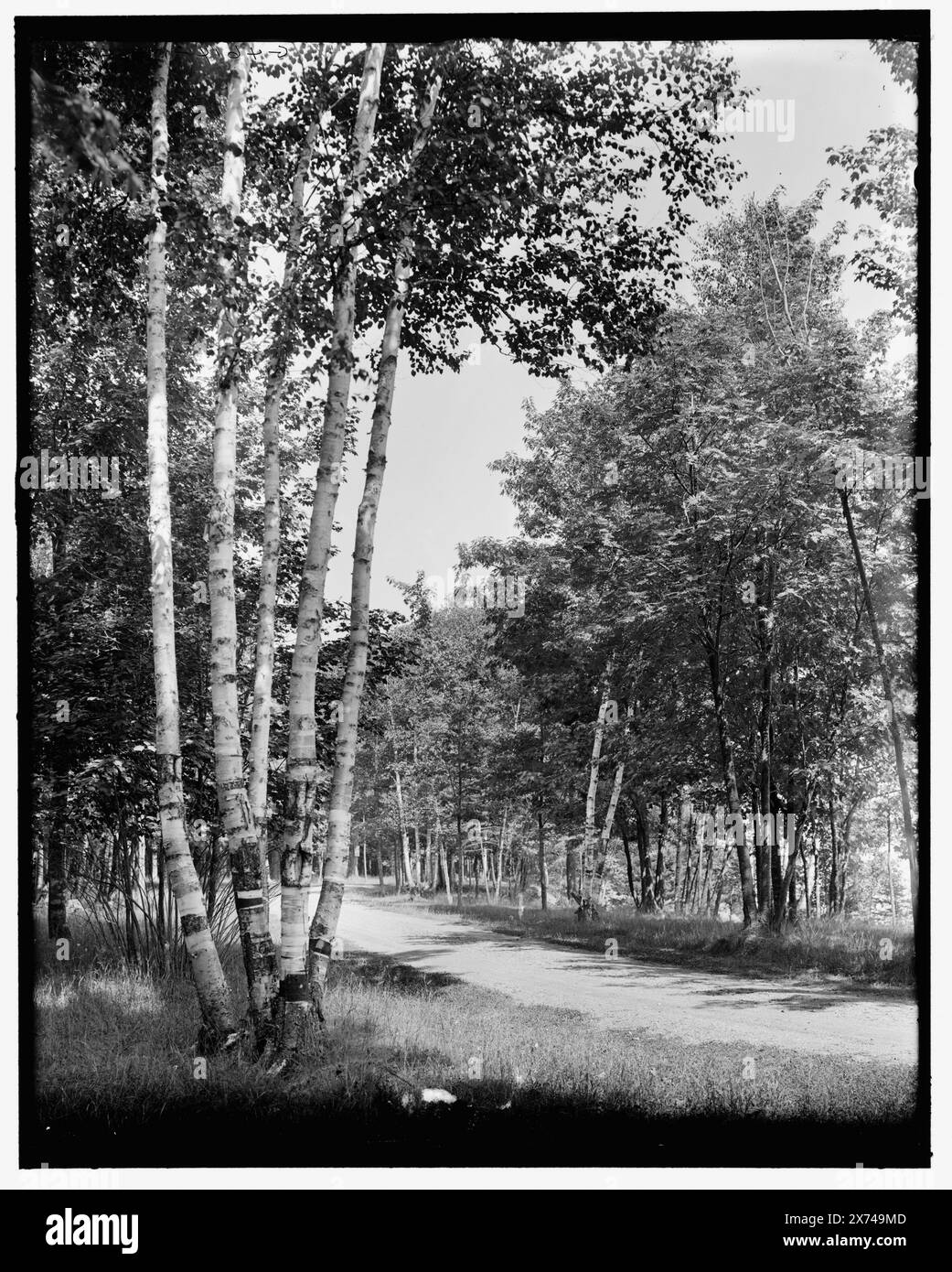 Marquette, mich., die fünf Schwestern (Birken), Presque Isle, Titel aus Jacke., 'G 4614' auf negativ., Detroit Publishing Co.-Nr. 036413., Geschenk; State Historical Society of Colorado; 1949, Parks. , Birken. , Usa, Michigan, Marquette. Stockfoto