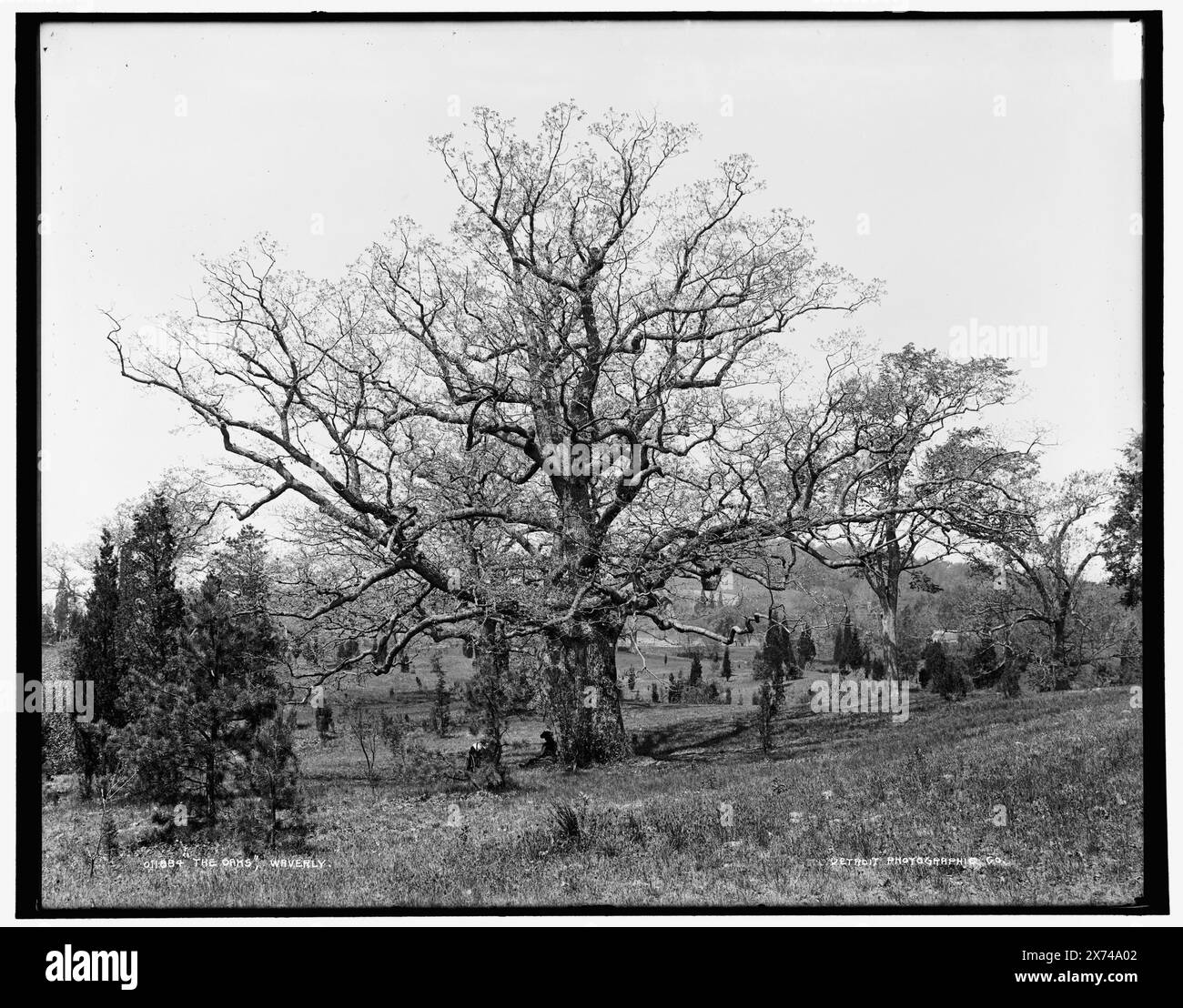 The Oaks, Waverly, Date Based on Detroit, Catalogue J (1901)., '17' on negative., Detroit Publishing Co.-Nr. 011884., Geschenk; State Historical Society of Colorado; 1949, Trees. , Usa, Massachusetts, Waverly. Stockfoto