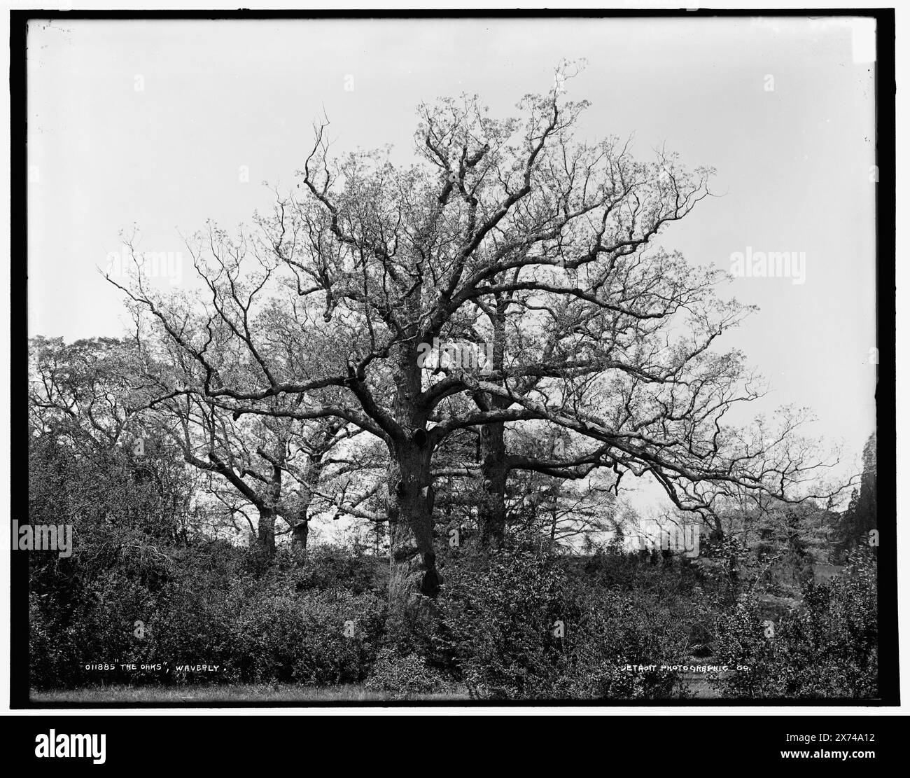 The Oaks, Waverly, Date Based on Detroit, Catalogue J (1901)., '18' on negative., Detroit Publishing Co.-Nr. 011885., Geschenk; State Historical Society of Colorado; 1949, Trees. , Usa, Massachusetts, Waverly. Stockfoto