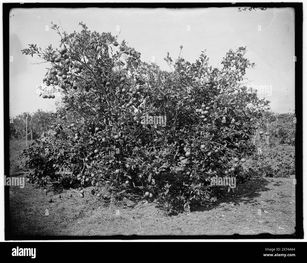 Palm Beach, Fla., Orange und Traubenfrucht auf demselben Baum, Titel aus Jacke., 'G 7623' auf negativ. Detroit Publishing Co.-Nr.. 0500133., Geschenk; State Historical Society of Colorado; 1949, Citrus Fruit. , Usa, Florida, Palm Beach. Stockfoto