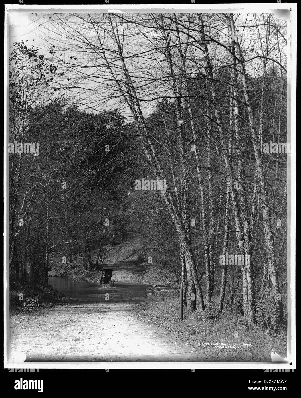 Black Birches, Zoo Park National Zoological Park, Washington, D.C., Detroit Publishing Co.-Nr. 019154., Geschenk; State Historical Society of Colorado; 1949, Roads. , Birken. , Parks. , Zoos. , Vereinigte Staaten, District of Columbia, Washington (D.C.) Stockfoto