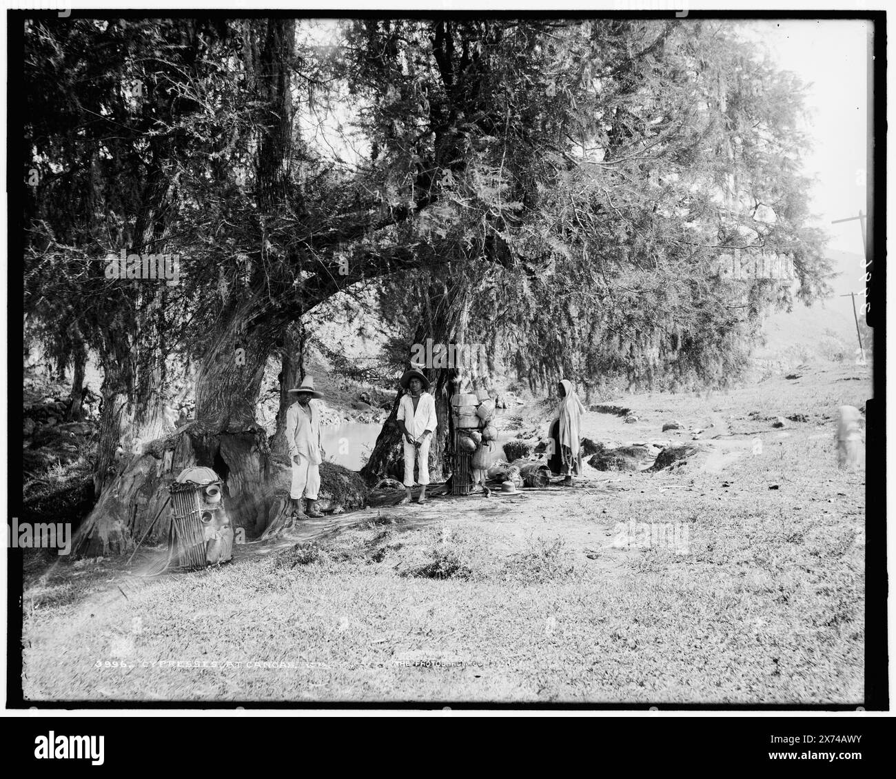Zypressen in Canoas, W.H.J. Phot. Co.' negativ, die Leute scheinen Händler zu sein, Detroit Publishing Co. Nein 3996., Gift; State Historical Society of Colorado; 1949., nicht verifizierte Informationen in diesem Datensatz. 752 Feld, Zypressen. , Peddlers. Mexiko, Canoas. Stockfoto