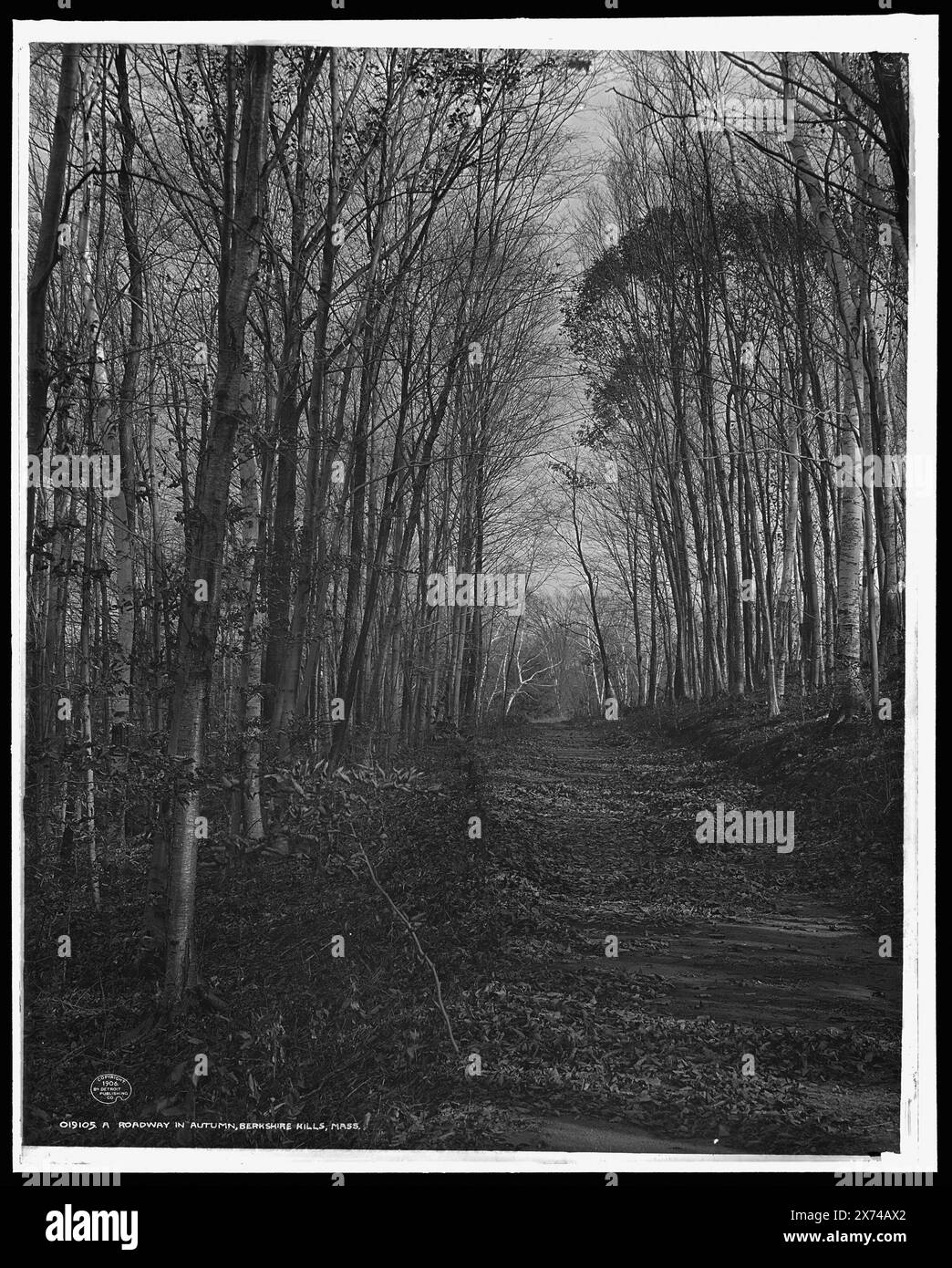 Eine Straße im Herbst, Berkshire Hills, Mass., Detroit Publishing Co. No. 019105., Geschenk; State Historical Society of Colorado; 1949, Roads. , Herbst. , Usa, Massachusetts, Berkshire Hills. Stockfoto