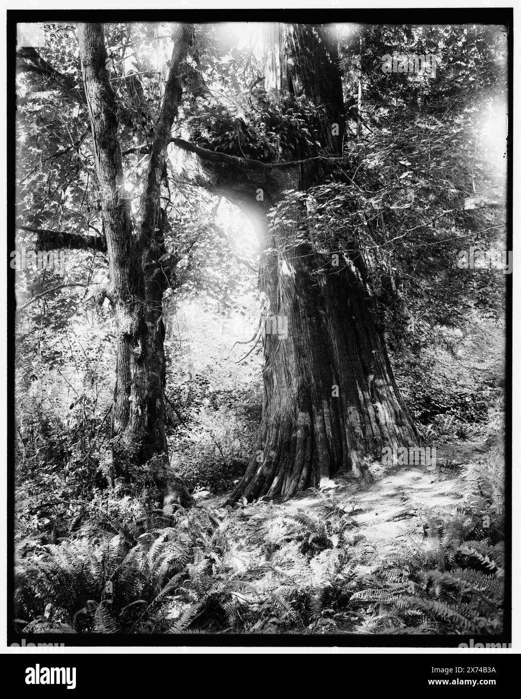 Big Tree in Stanley Park, Vancouver, Kanada, Titel aus Jacke, '1092 B' und 'dup' auf negativ, Detroit Publishing Co.-Nr. 032885., Geschenk; State Historical Society of Colorado; 1949, Trees. , Parks. Kanada, British Columbia, Vancouver. Stockfoto