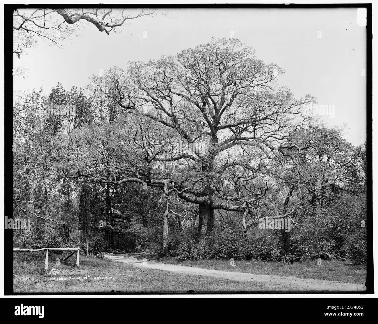 Oaks, Waverly, The, '15' auf Label auf negativ, Detroit Publishing Co.-Nr. 011882., Geschenk; State Historical Society of Colorado; 1949, Trees. , Usa, Massachusetts, Waverly. Stockfoto