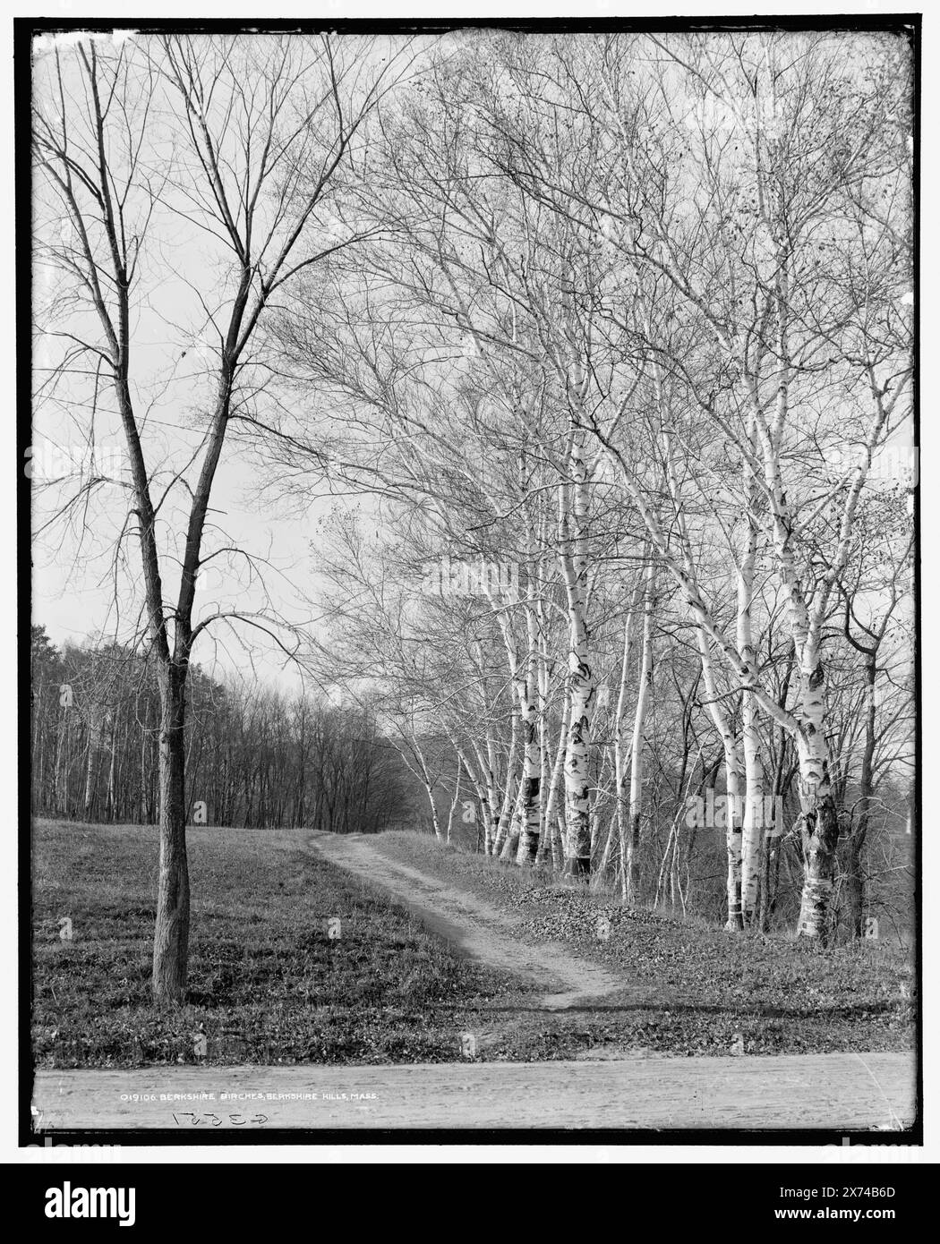 Berkshire Birches, Berkshire Hills, Mass., negativ durchbrochen., 'G 3551' auf negativ. Detroit Publishing Co.-Nr. 019106., Geschenk; State Historical Society of Colorado; 1949, Birches. , Usa, Massachusetts, Berkshire Hills. Stockfoto