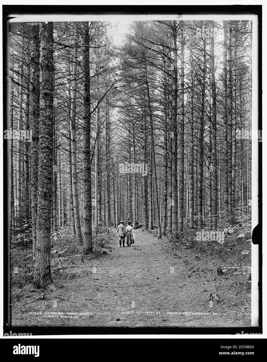 Cathedral Woods, North Conway, White Mountains, entsprechende Glastransparenz (gleicher Seriencode) verfügbar auf Videodisc Frame 1A-29334., Detroit Publishing Co.-Nr. 011963., Geschenk; State Historical Society of Colorado; 1949, Forests. , Straßen. , Usa, New Hampshire, White Mountains. , Usa, New Hampshire, North Conway. Stockfoto