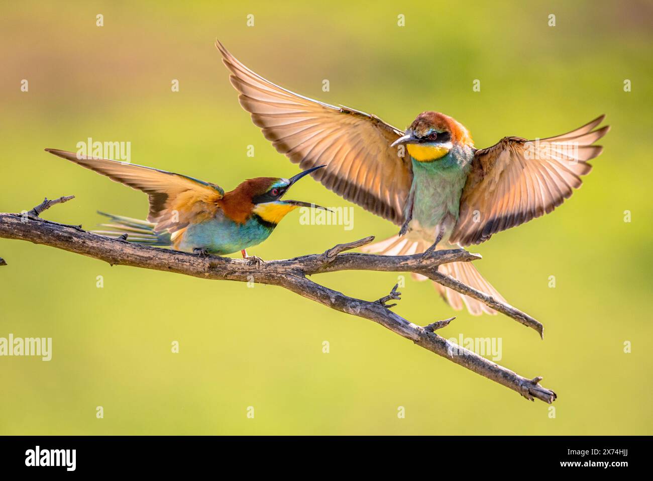 Europäische Bienenfresser (Merops apiaster) kämpfen im Flug über das Territorium auf verschwommenem Hintergrund in der Nähe der Brutkolonie. Naturlandschaft in Europa. Stockfoto