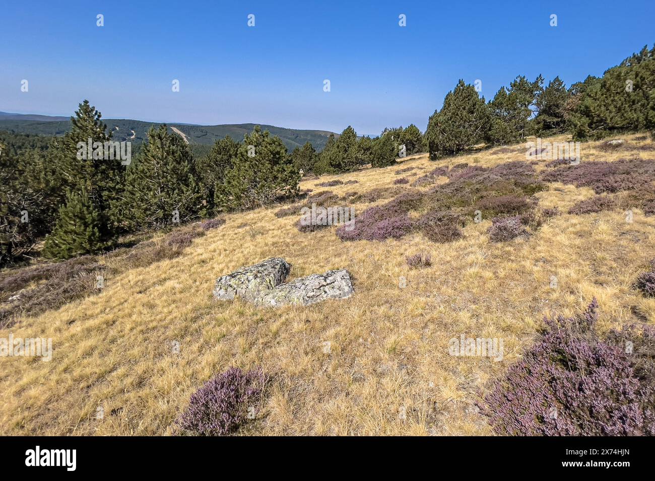Heidevegetation am Mont Aigoual, Cevennen Frankreich. Landschaftsbild der Natur in Europa. Stockfoto