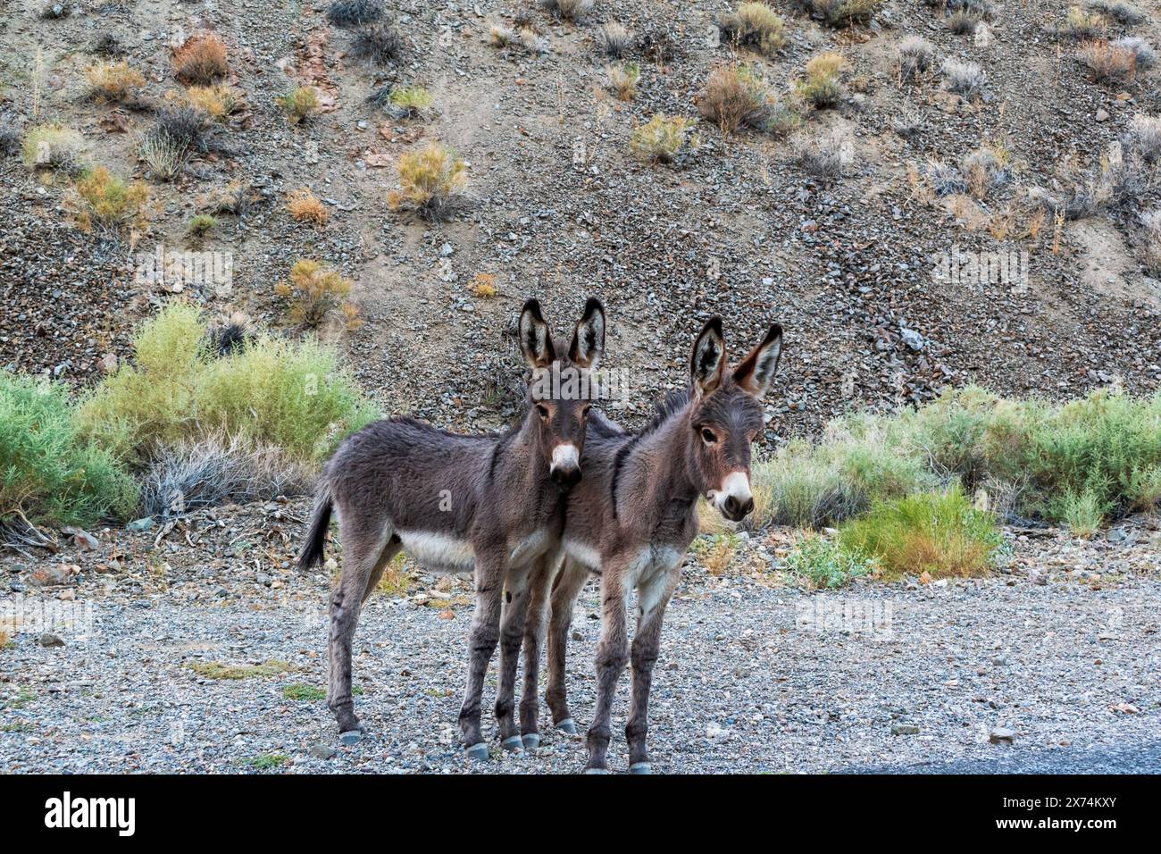 Wild Burro im Wildrose Canyon, Death Valley National Park, Kalifornien Stockfoto