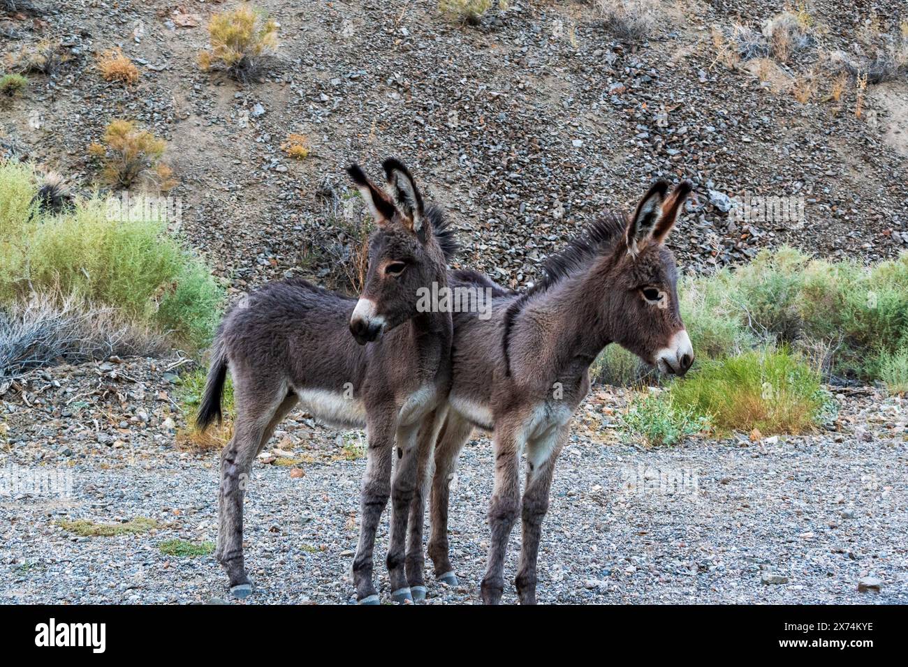 Wild Burro im Wildrose Canyon, Death Valley National Park, Kalifornien Stockfoto