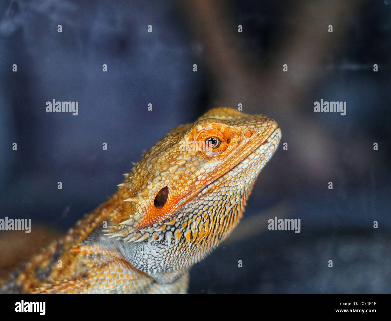 Nahaufnahme von Leguan im Zoo Stockfoto