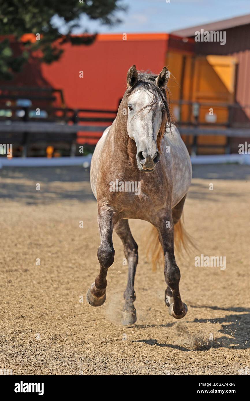 Andalusisches, andalusisches Pferd Stockfoto