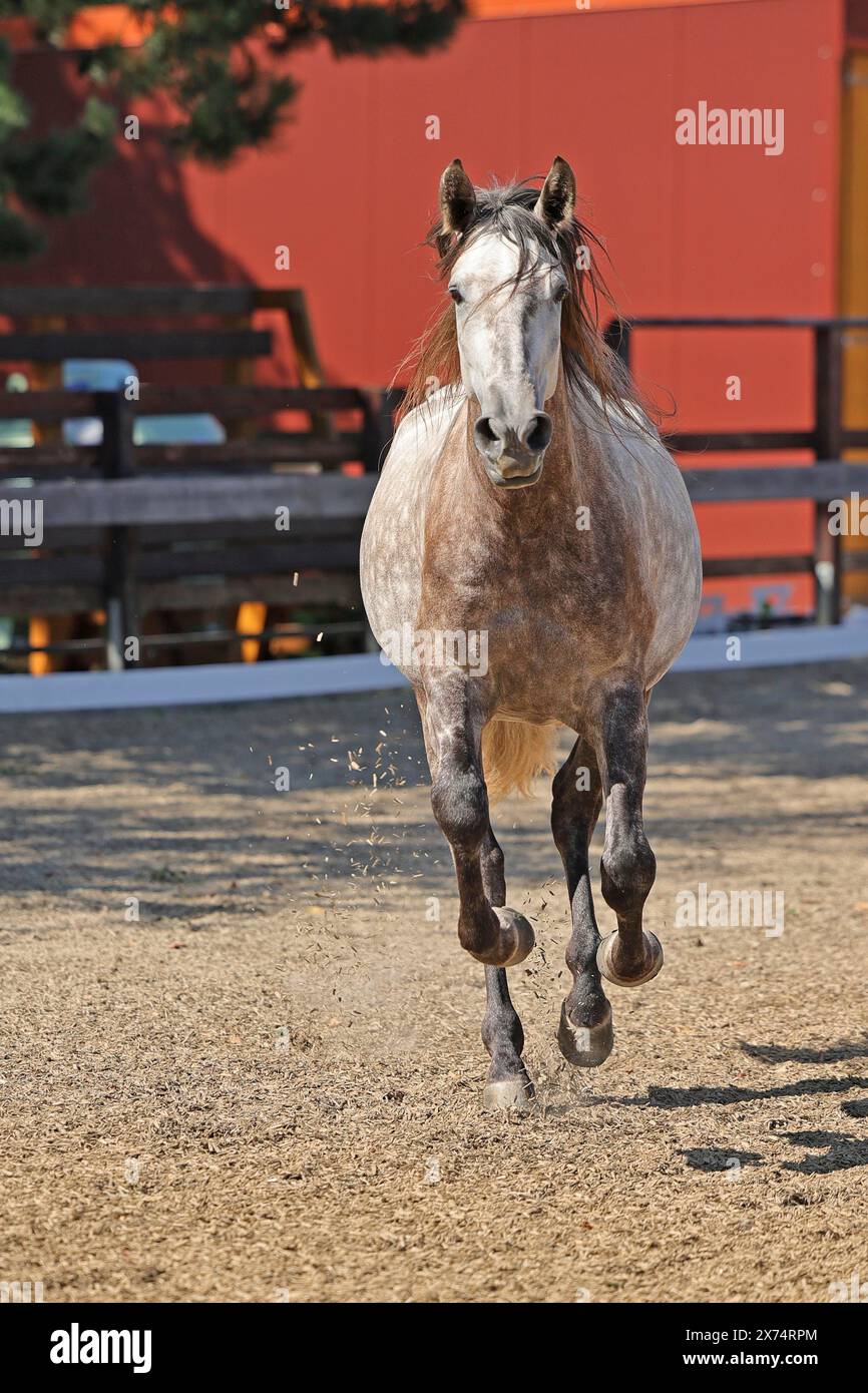 Andalusisches, andalusisches Pferd Stockfoto