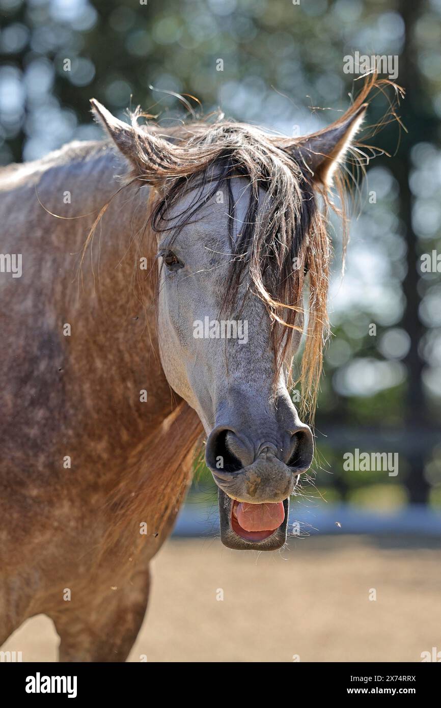 Andalusisches, andalusisches Pferd Stockfoto