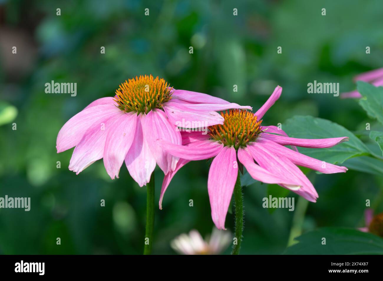 Zwei lila Koneflower mit sich überlappenden rosa Blütenblättern. Stockfoto