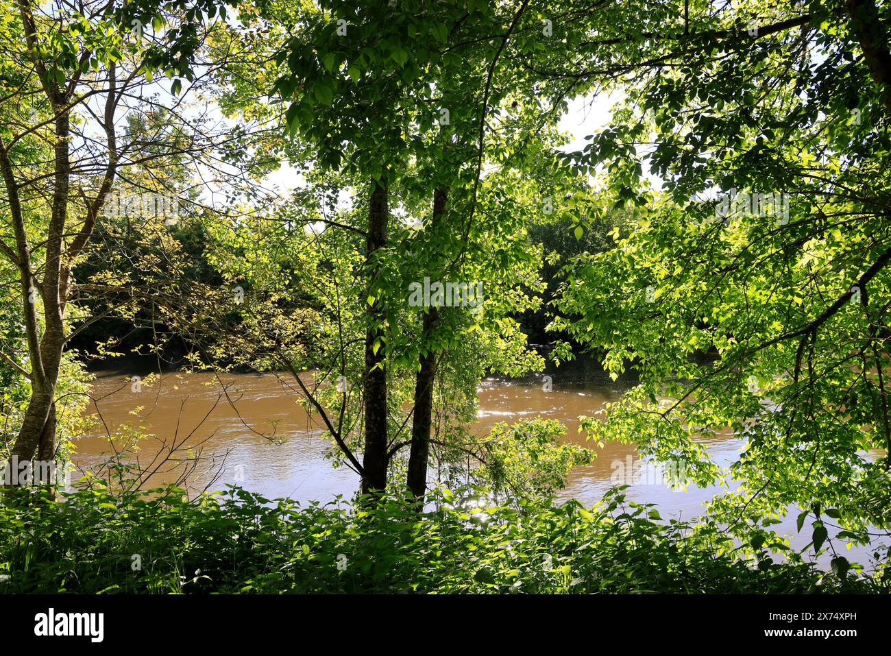 Die prähistorische Stätte Laugerie-Basse, ein Felsvorhang in der Gemeinde Les Eyzies in Dordogne, der Welthauptstadt der Vorgeschichte. Der Fluss Vézère fließt bei Stockfoto