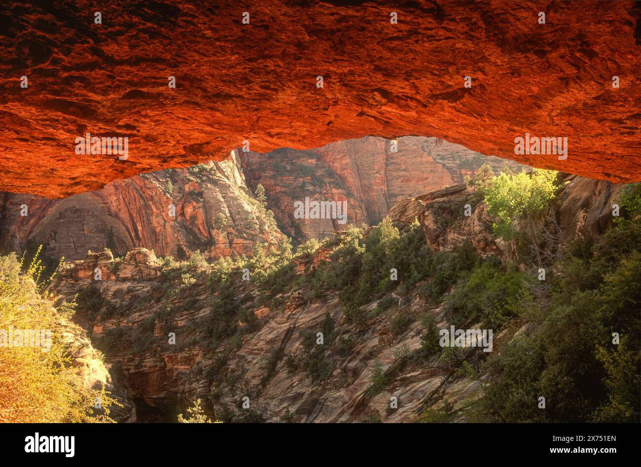 Am späten Nachmittag erleuchtet das Licht einen Felsüberhang entlang des Canyon Overlook Trail im Zion National Park in Springdale, Utah. (USA) Stockfoto