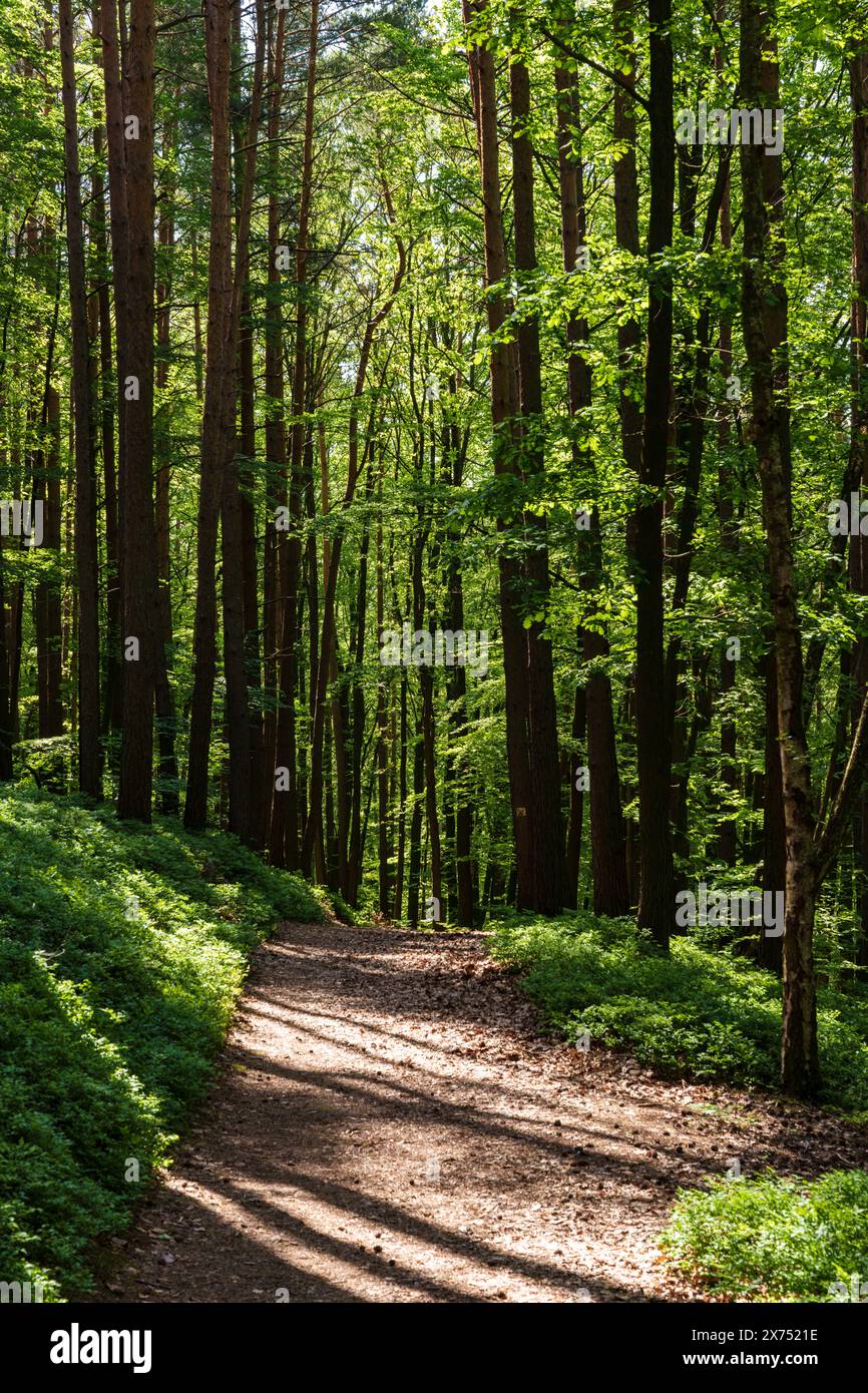 Ein schmaler, unbefestigter Pfad schlängelt sich durch eine üppige natürliche Landschaft mit hohen Bäumen, grasbewachsenen Stellen und bunten Laubbäumen, die einen malerischen Wald schaffen Stockfoto