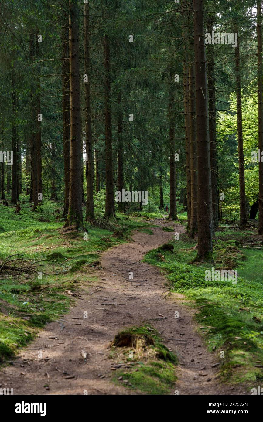 Das goldene Sonnenlicht filtert durch die Lärchen auf den gewundenen Pfad im Laubwald und schafft ein magisches Ambiente in dieser natürlichen Natur Stockfoto