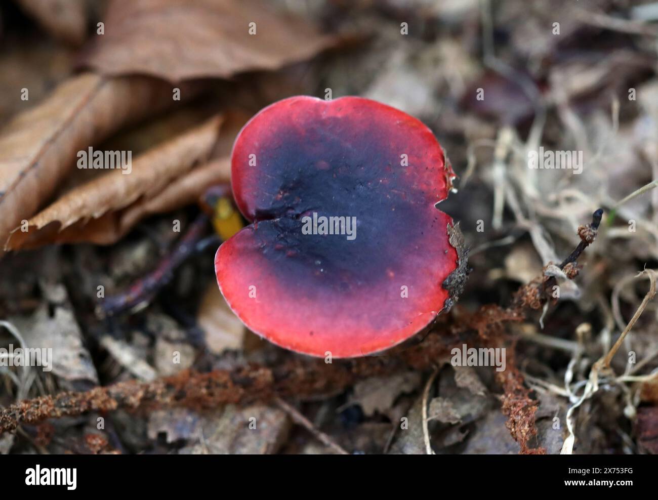 Schwärzlich violett ubling oder lila Brittlegill, ubling Atropurpurea, Russulaceae. Stockfoto