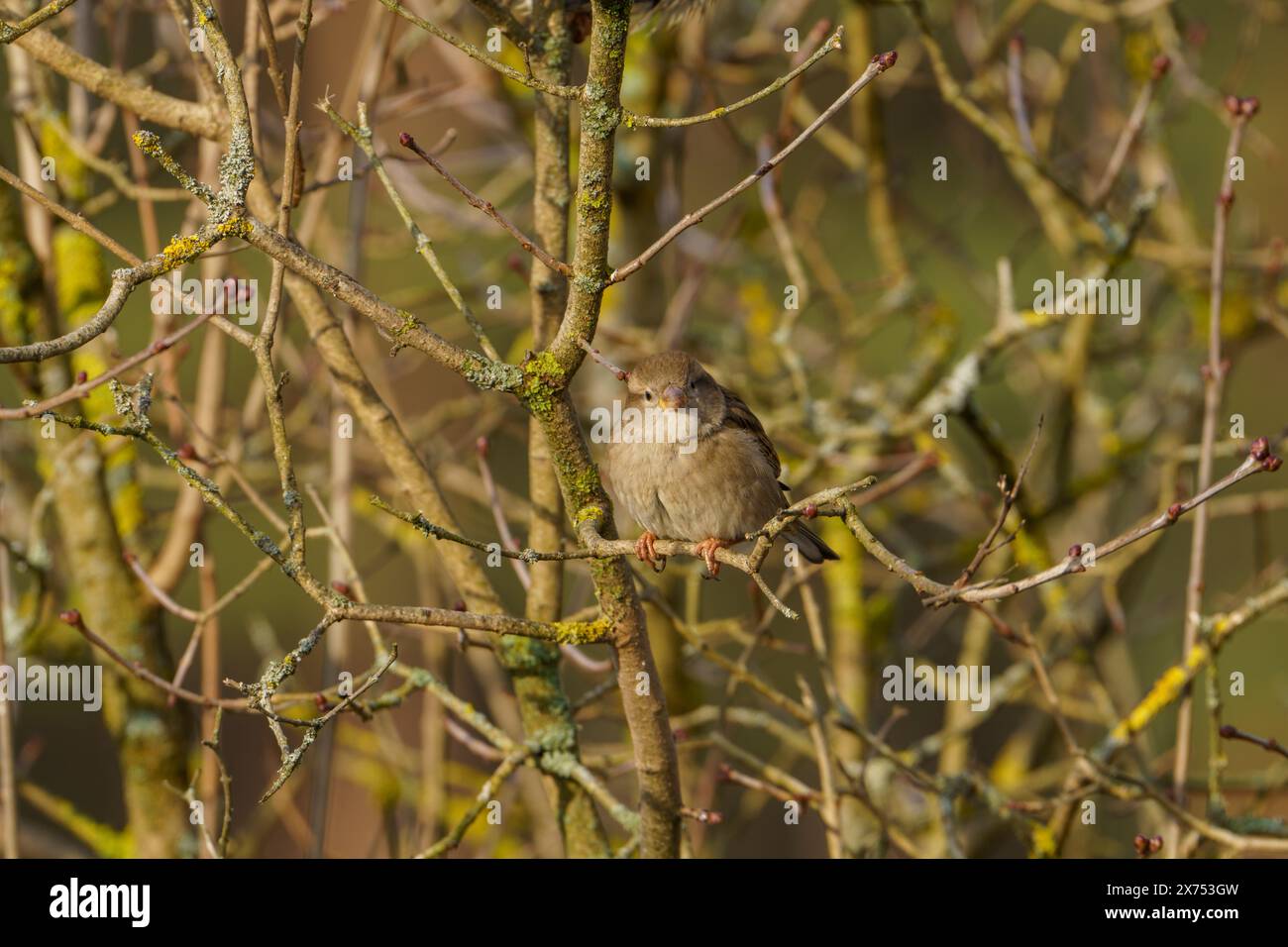 Passer domesticus Familie Passeridae Gattung Passer Haus Spatzen wilde Natur Vogelfotografie, Bild, Tapete Stockfoto