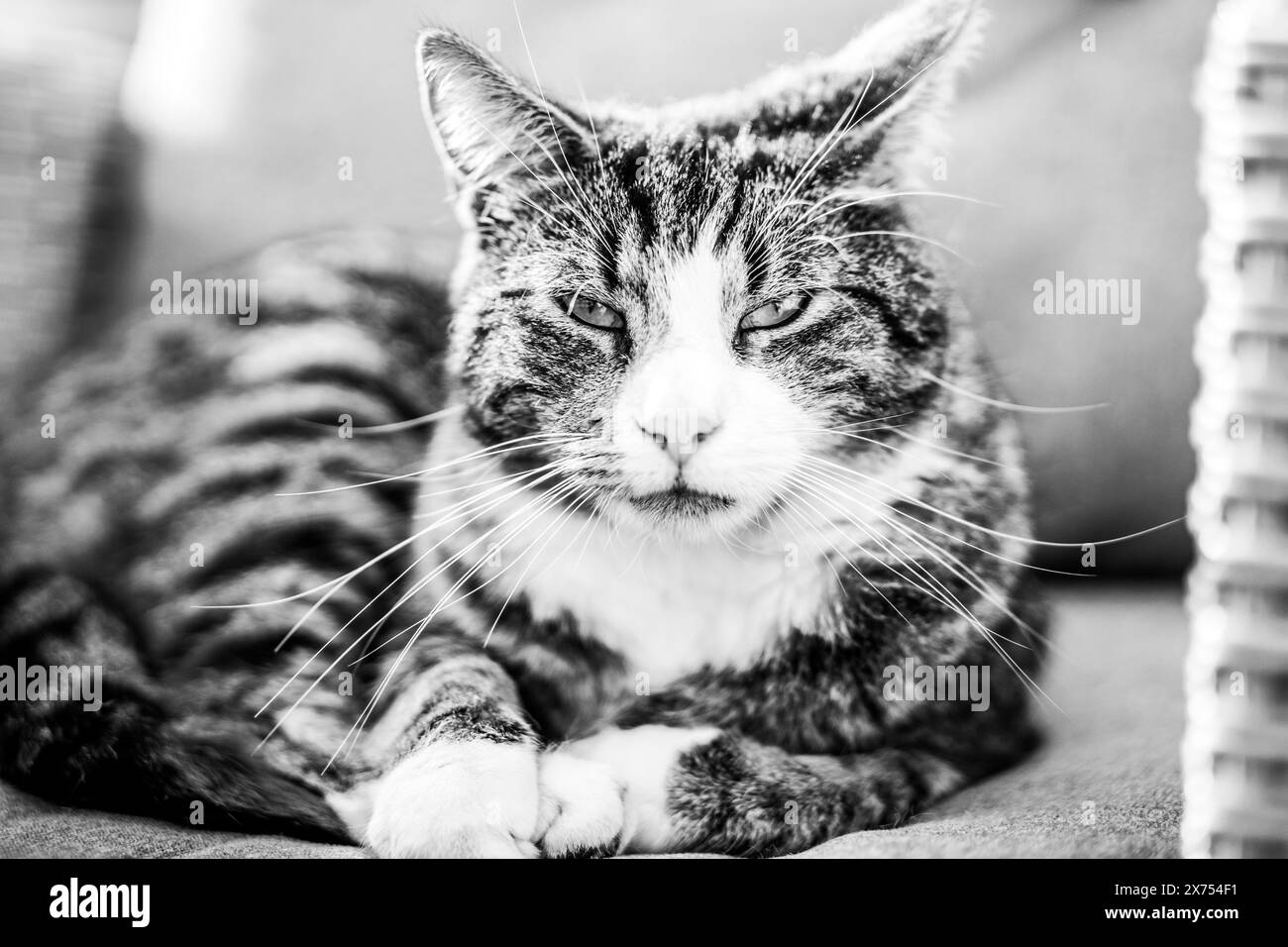 Katze, die sich auf dem Sofa im Freien entspannt und in Schwarz-weiß in die Kamera schaut Stockfoto