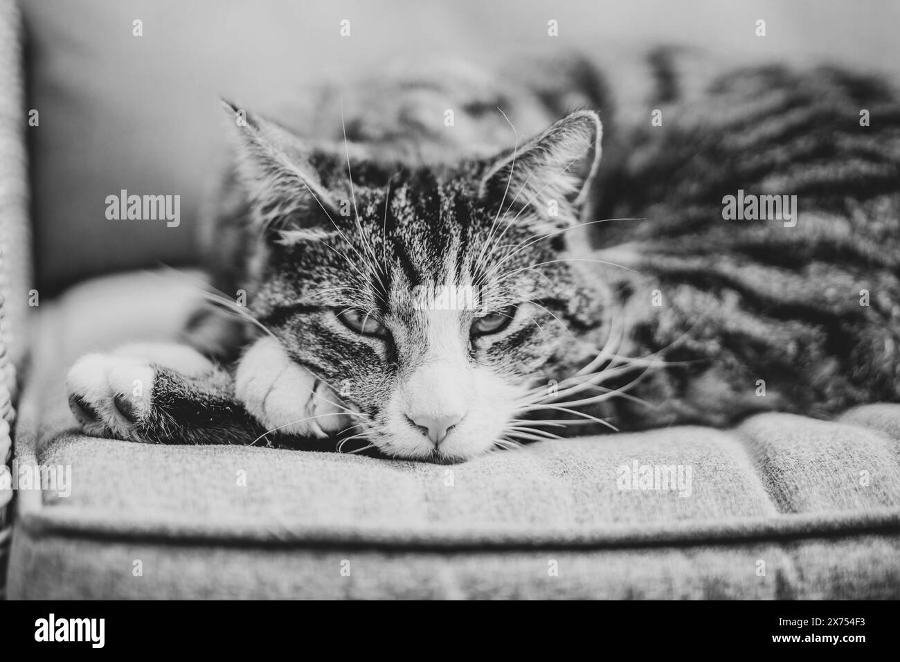 Katze, die sich auf dem Sofa im Freien entspannt und in Schwarz-weiß in die Kamera schaut Stockfoto