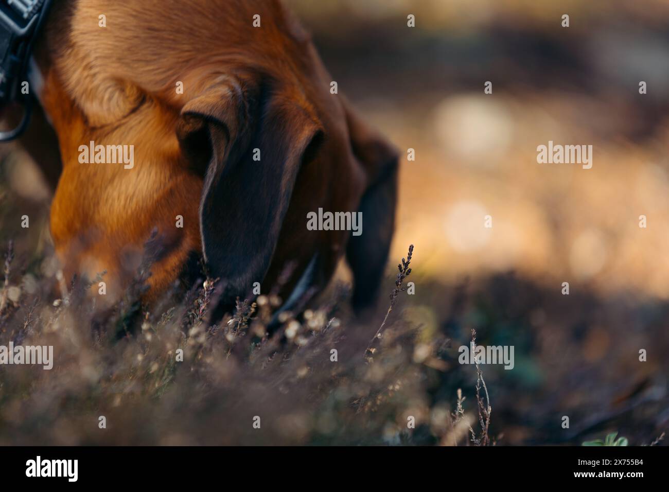 Boxerwelpe mit Moos im Herbst Stockfoto