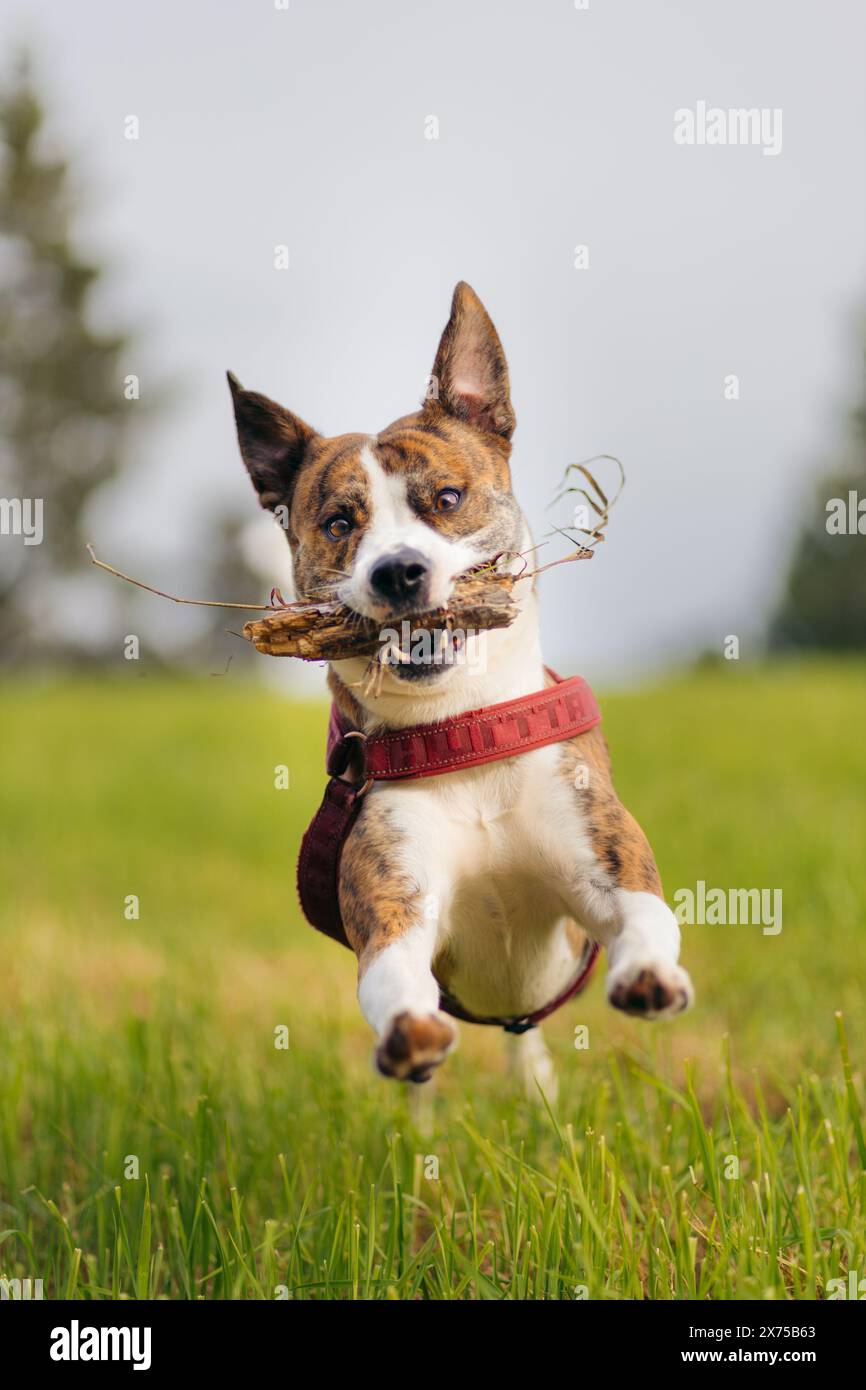 Gemischter Hund, der mit dem Stock im Mund in Richtung Kamera springt Stockfoto