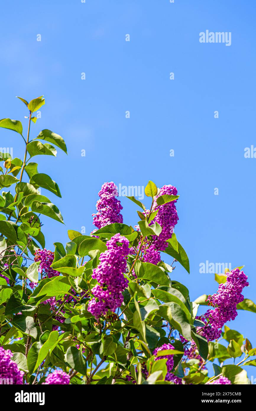 Lila Flieder blüht vor einem blauen Himmel in Steveston British Columbia Kanada Stockfoto