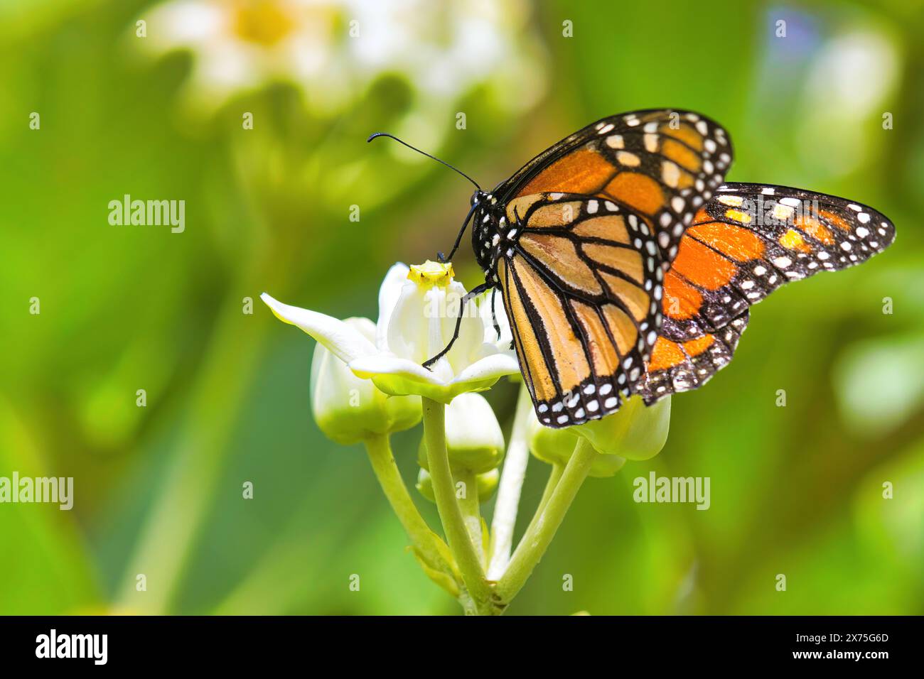 Wunderschöner Monarchschmetterling, der sich von einem Kronenblumenbaum ernährt. Stockfoto