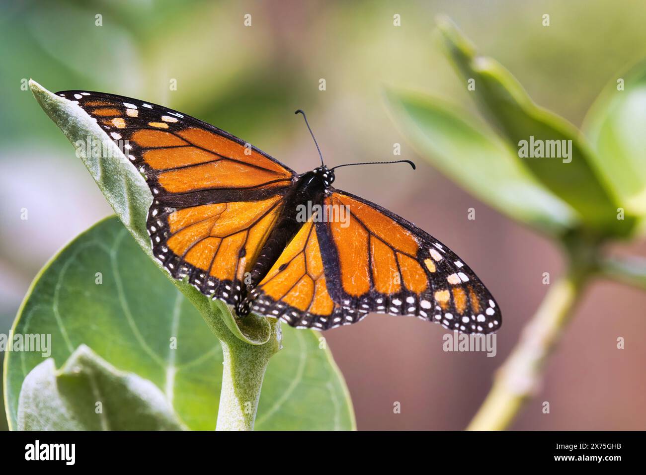 Männlicher Monarch, der auf einem Zweig eines Kronenblumenbaums ruht. Stockfoto