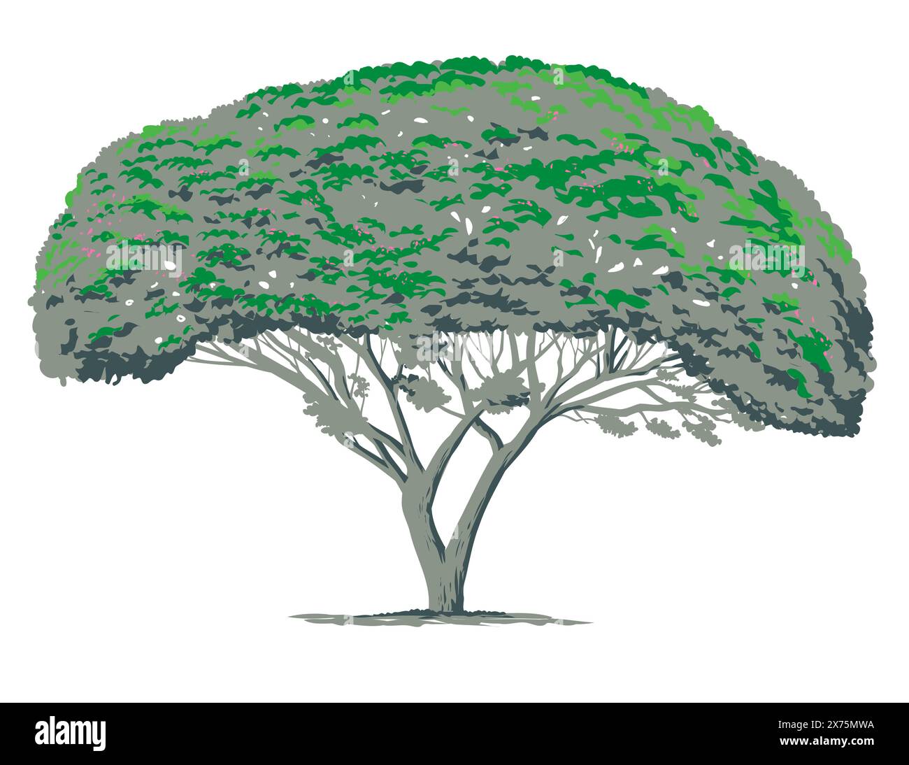 WPA-Plakatkunst eines Mimosa-Baumes oder Albizia julibrissin mit weit verbreiteten Zweigen, kurzem Stamm und breiter, flacher Krone im Werk-Projekt Stock Vektor