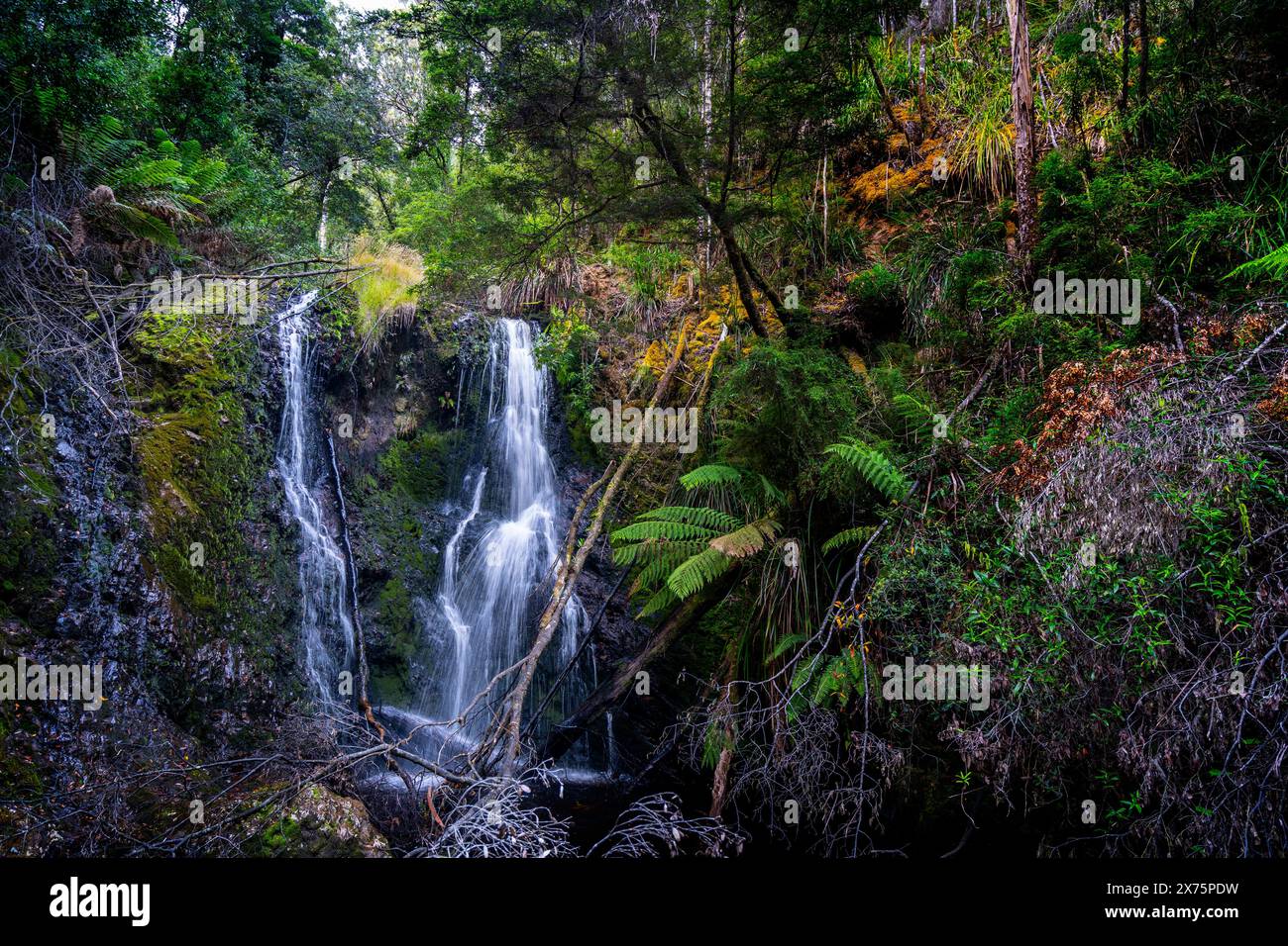 Hogarth Falls, Strahan, Tasmanien Stockfoto