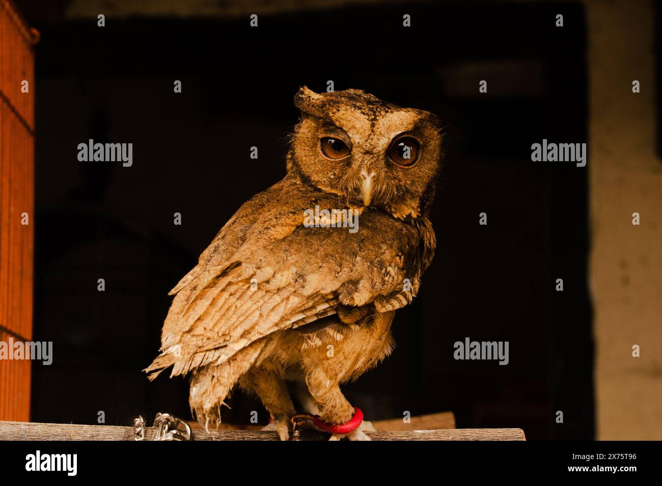 Eine Eule, die mit einem erhobenen Auge nach vorne blickt. Während Sie auf einem Ast stehen. Stockfoto