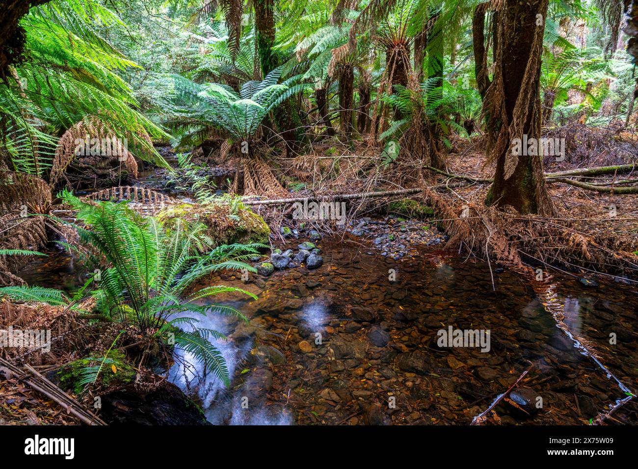 Bergbach und Baumfarne neben Wanderwegen, Mount Field National Park, Tasmanien Stockfoto