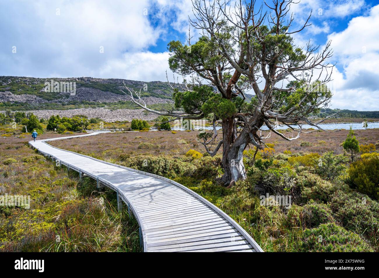 Alpine Vegetation und Pencil Pines neben der Promenade, Pine Lake, Central Plateau, Tasmanien Stockfoto