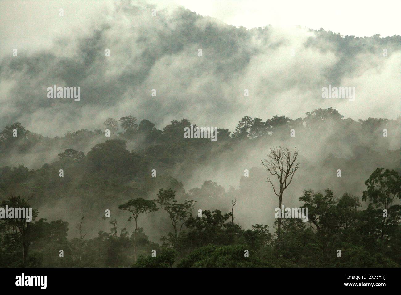 Regenwald am Fuße des Mount Tangkoko und Mount Duasudara (Dua Saudara) in Bitung, Nord-Sulawesi, Indonesien. Stockfoto