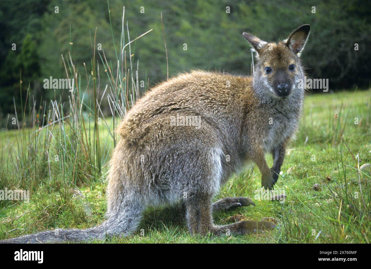 Wallaby, Bennetts Wallabys (Macropus rufogriseus) - die tasmanische Unterart des Rothalses Wallabys, das auf dem australischen Festland vorkommt. Tasman Stockfoto